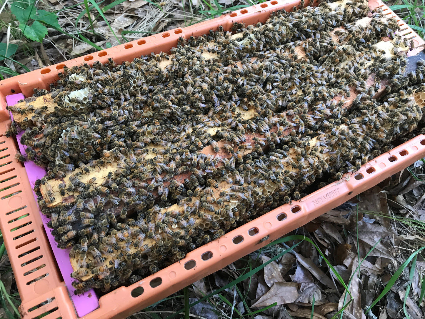 2024 Honey Bee Nucleus Colonies- NUC Order